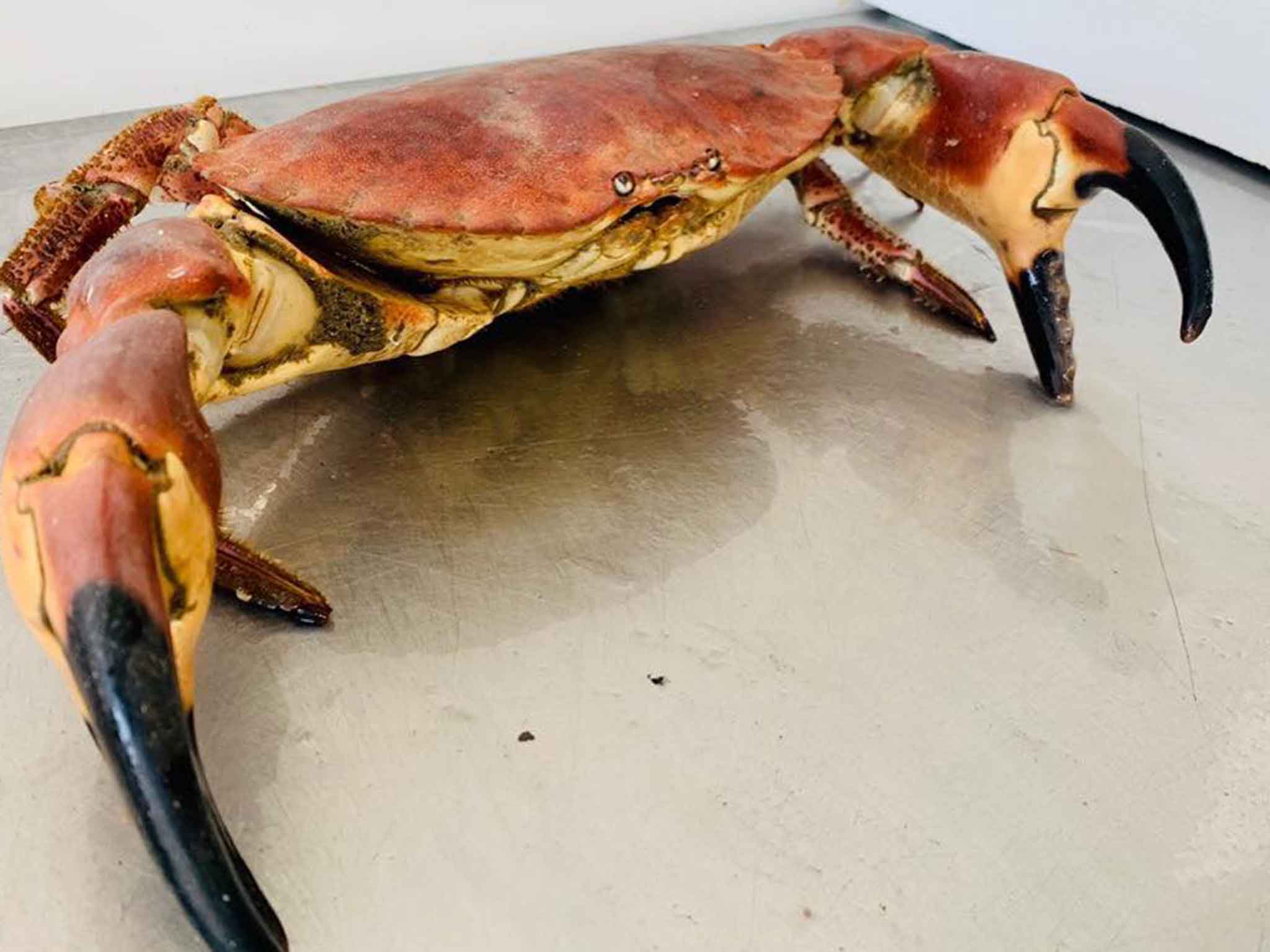 Cornish Edible Crab